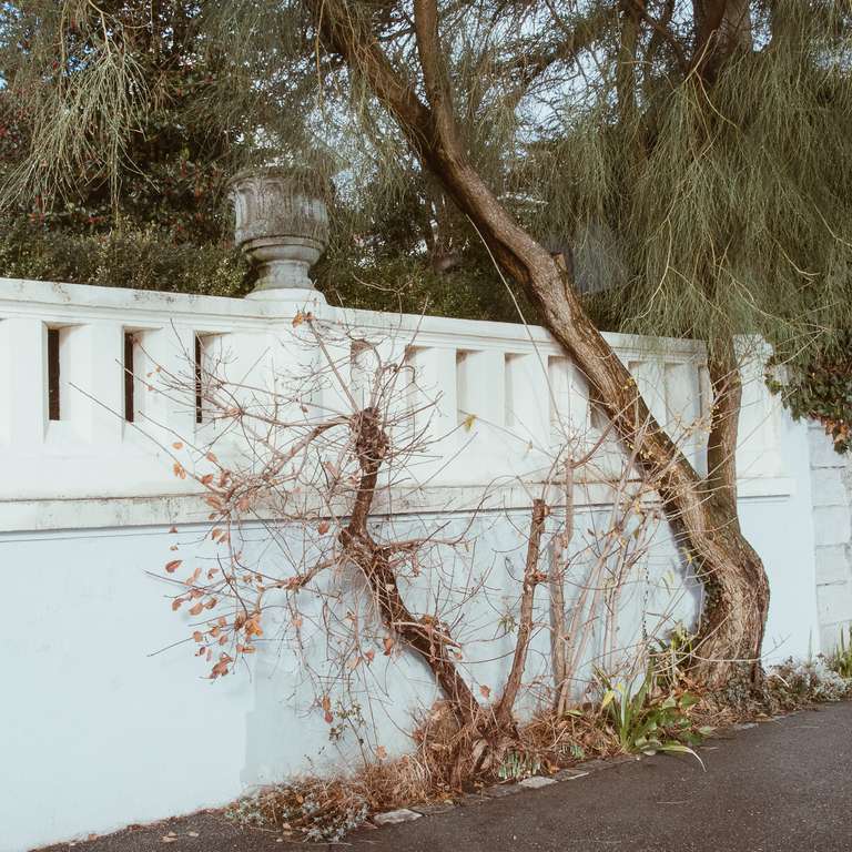 fine tree
